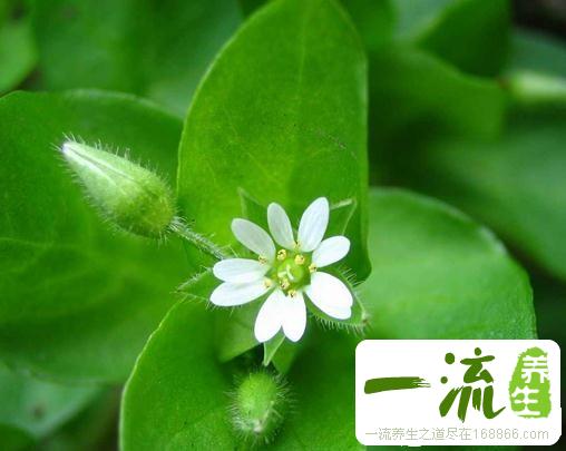 苒苒草苒苒草又叫什么