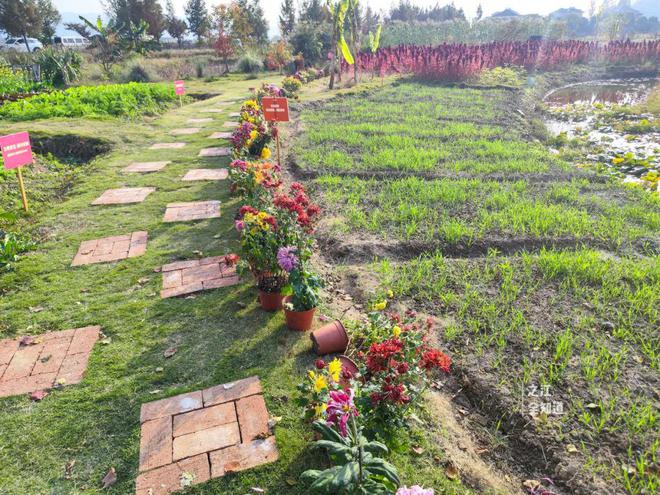 菊花村蔬菜批发市场在哪里菊花农场