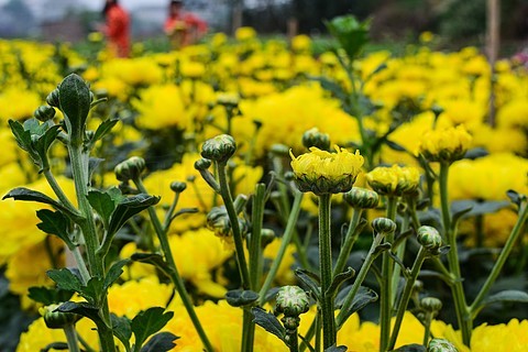 菊花村蔬菜批发市场在哪里菊花农场