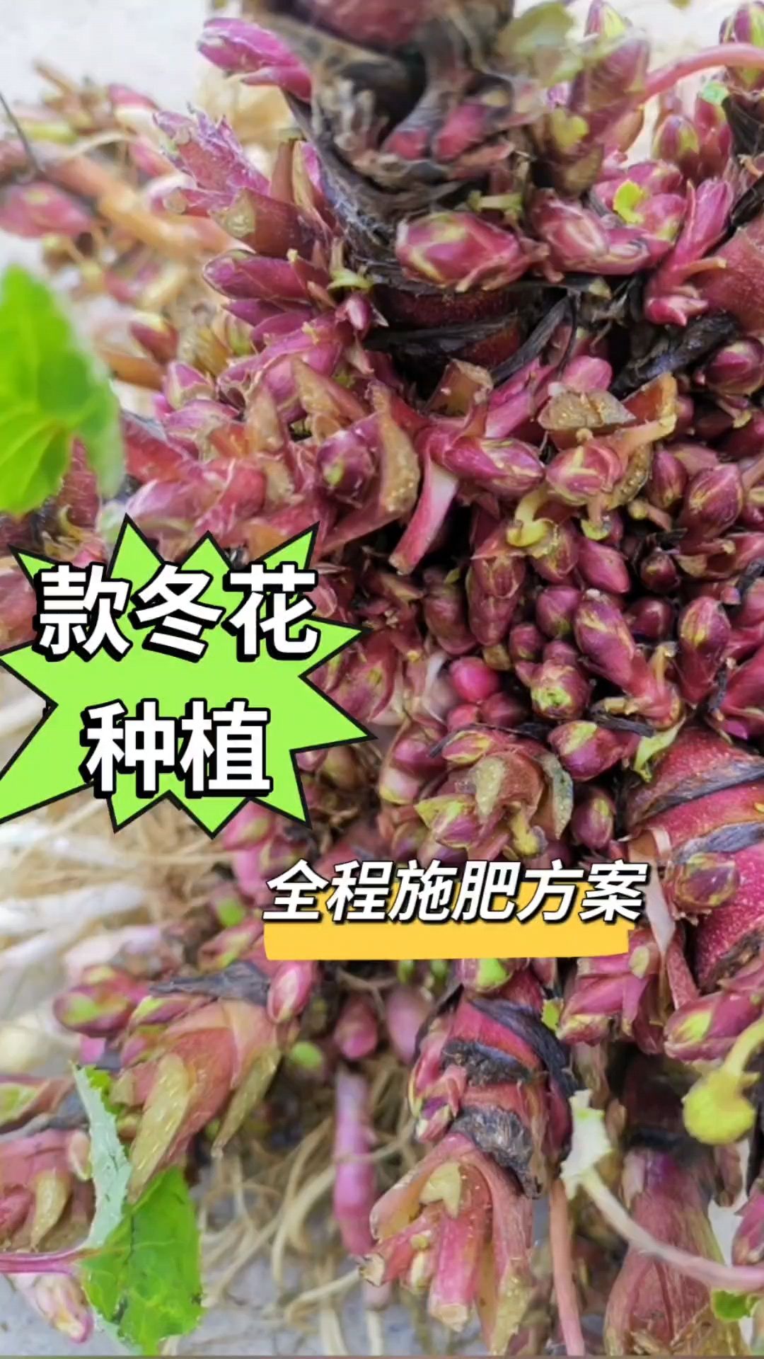 款冬花的功效与作用款冬花的功效与作用用量归经