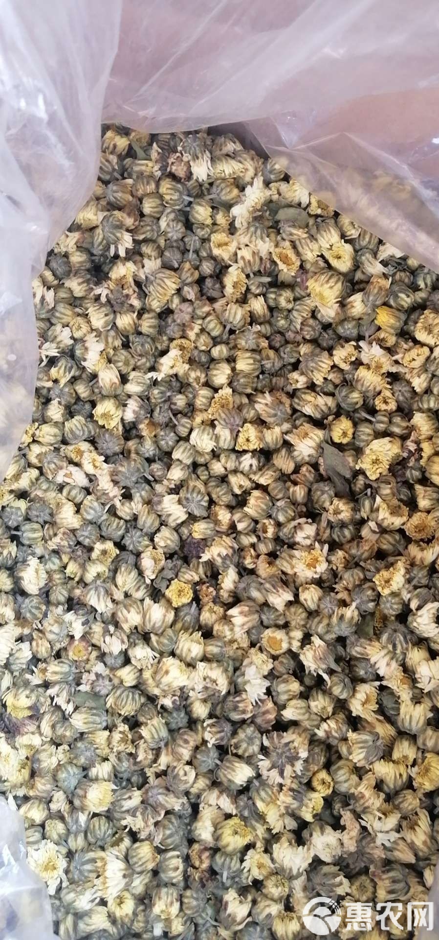 胎菊,胎菊的图片