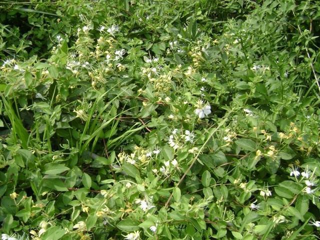 金银花露文集,金银花露作者写的车文其中1对1是什么