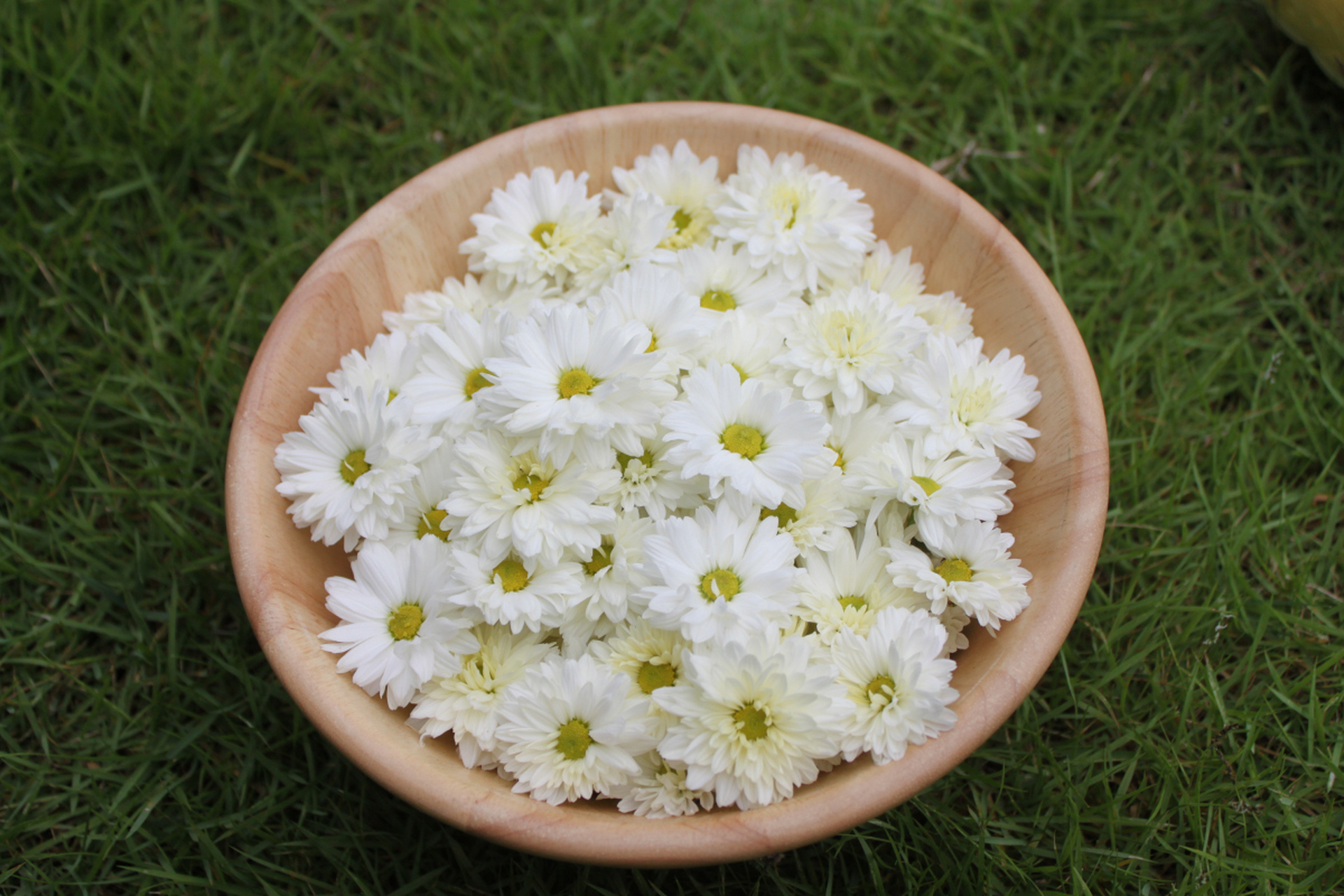 杭白菊是贡菊吗杭白菊