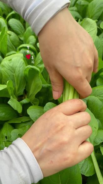菘菜的功效与作用菘菜