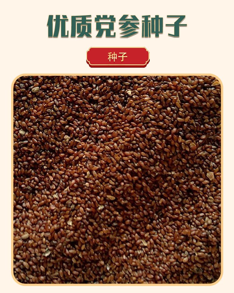 党参种子党参种子怎么种植