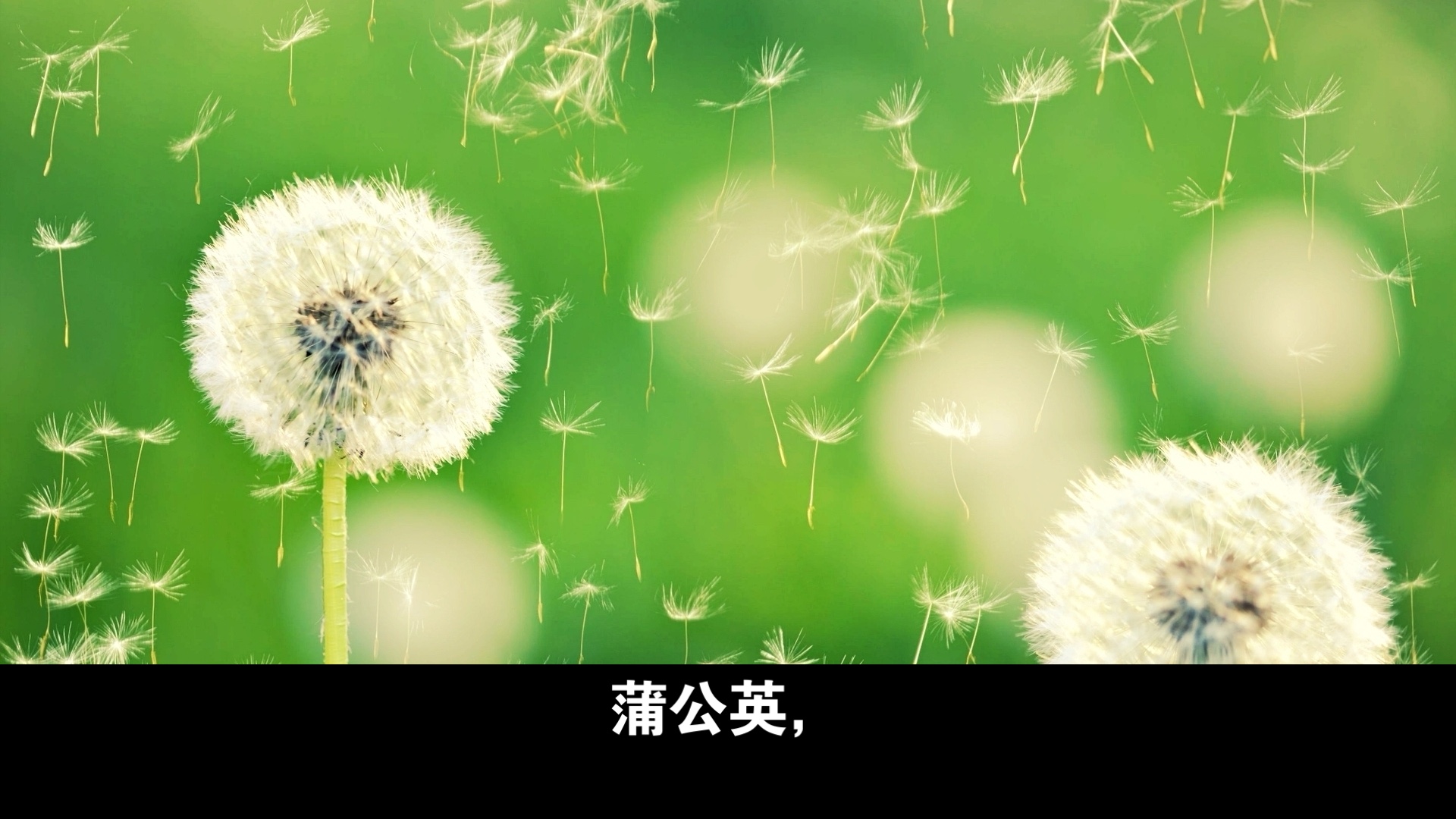 蒲公英图片蒲公英
