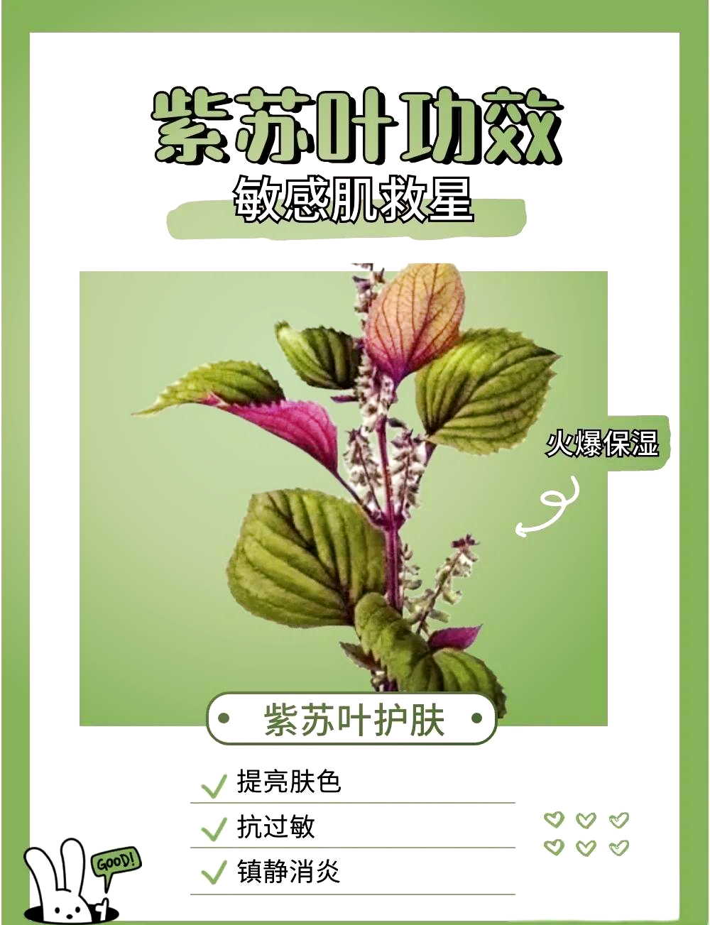 紫苏的功效作用与主治肺结节,紫苏的功效