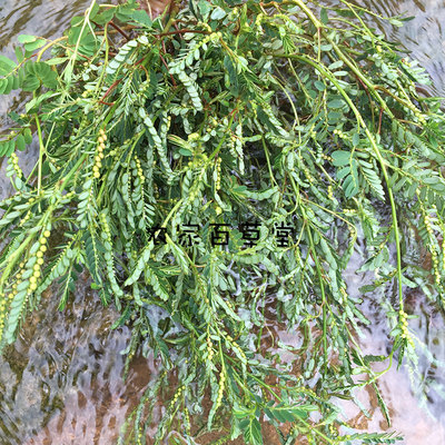 叶下花的功效与作用叶下花
