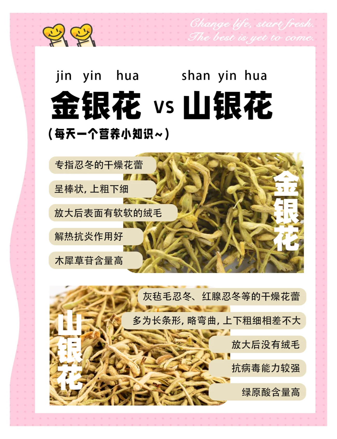金银花的功效金银花的功效与作用能消除结节吗