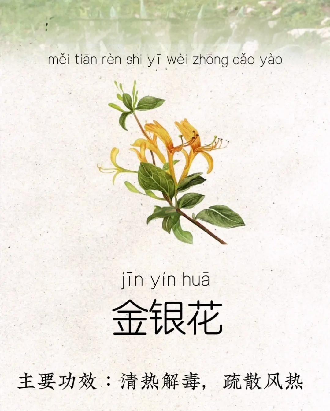 金银花的功效金银花的功效与作用能消除结节吗