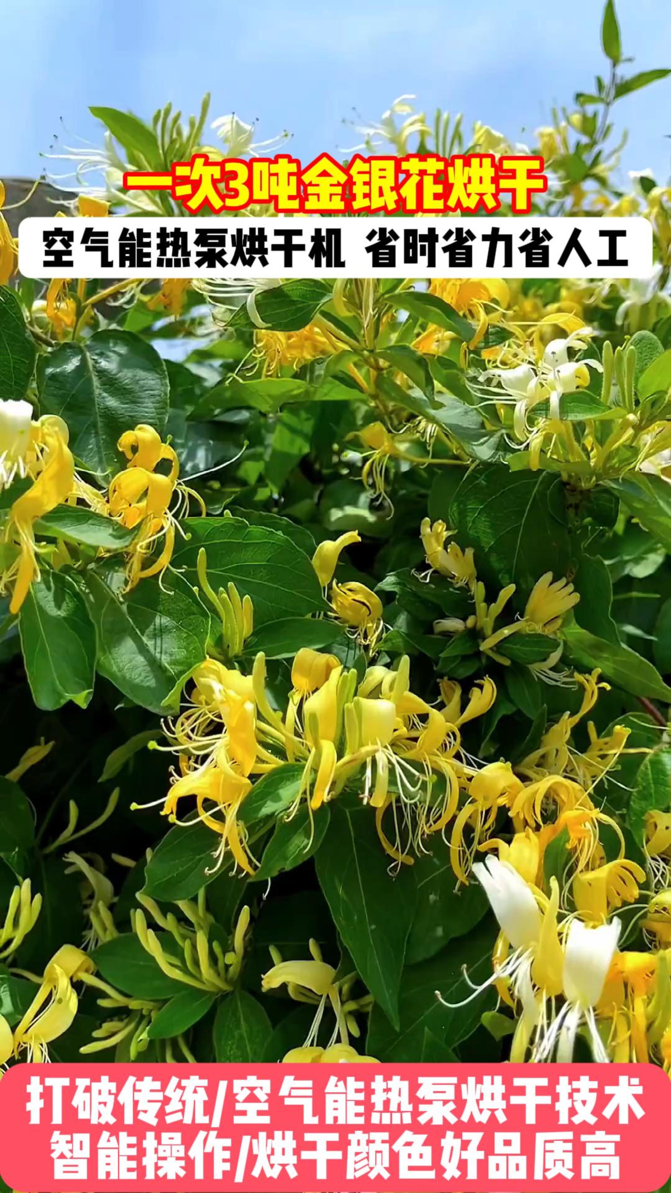 金银花怎样加工成干品,金银花如何制干方法