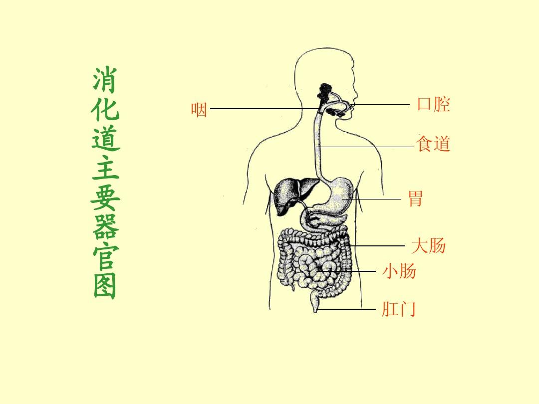 肠胃消化怎样判断自己肠胃不好