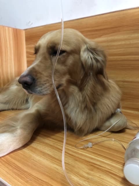 狗狗吐了黄黄粘稠液体,狗狗肠胃炎
