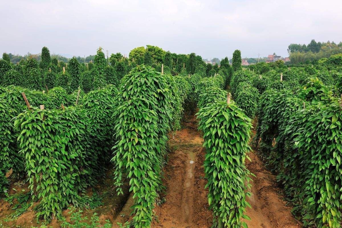 淮山山药是凉性还是热性