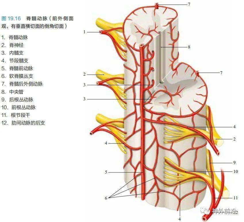 神经节反射弧结构示意图