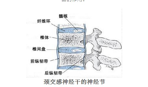 神经节反射弧结构示意图