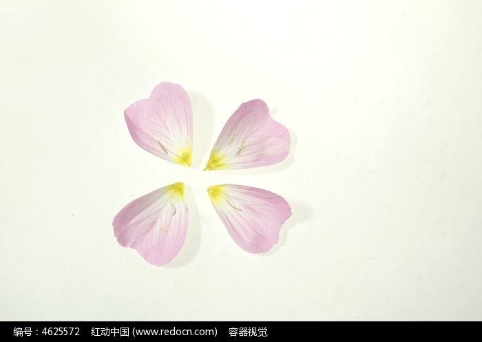 花瓣花瓣下载安装