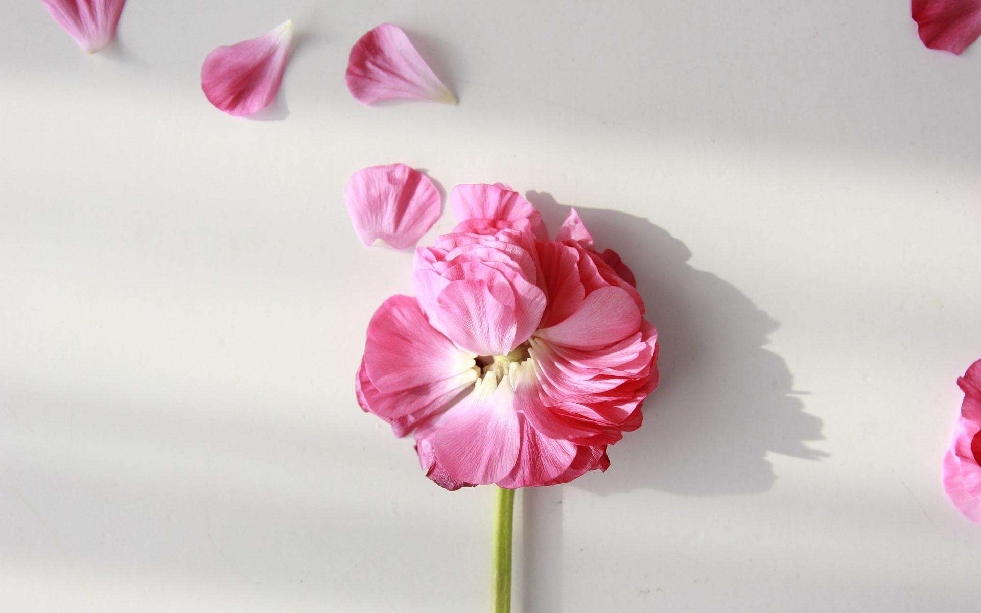 花瓣花瓣下载安装