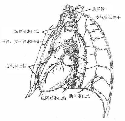 纵隔,纵隔子宫