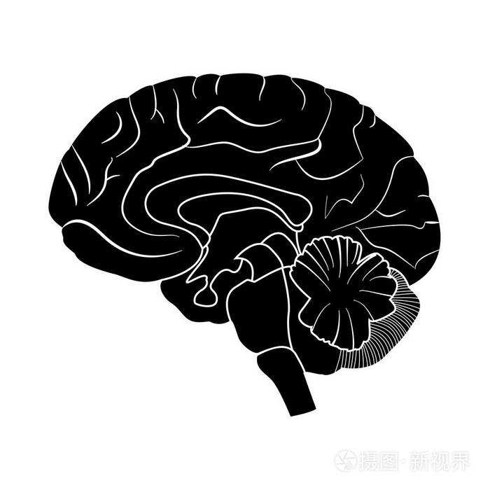 大脑图片真实照片大脑