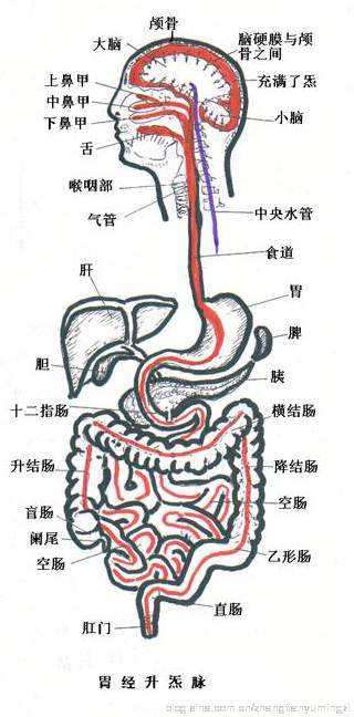 横结肠结肠疼痛位置图片