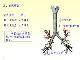 气管气管不好怎么调理