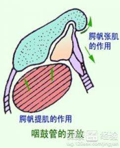 咽鼓管堵塞的按摩方法,咽鼓管