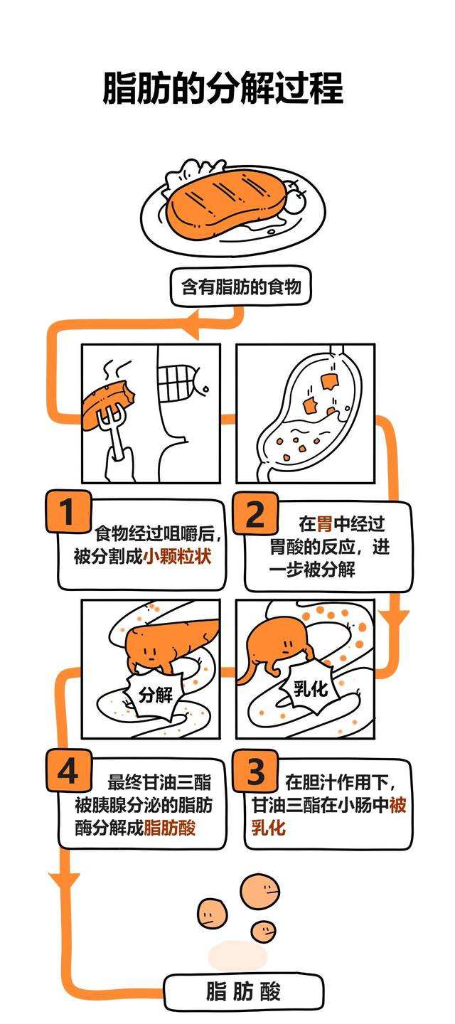 减肥科普,怎么减肥最快最有效