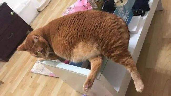 减肥猫,洛克王国暴力猫