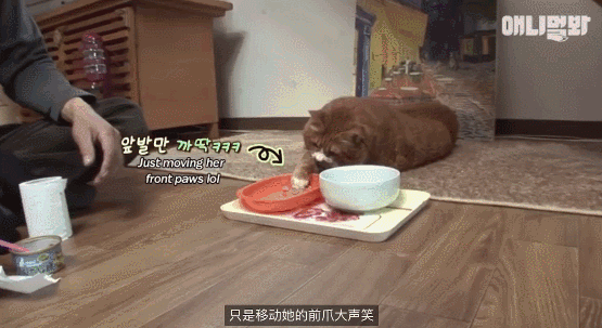 减肥猫,洛克王国暴力猫