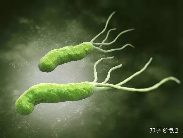 对着婴儿说话会传染幽门螺旋杆菌幽门螺旋杆菌会传染给小孩吗