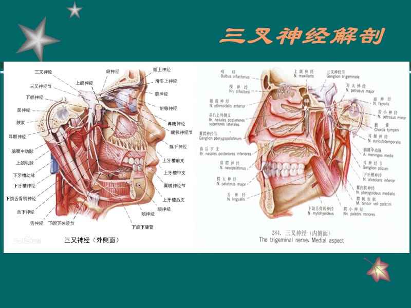 三叉神经,三叉神经位置