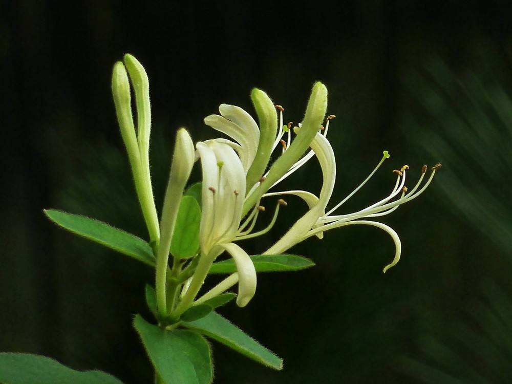 金银花,金银花泡水功效与作用