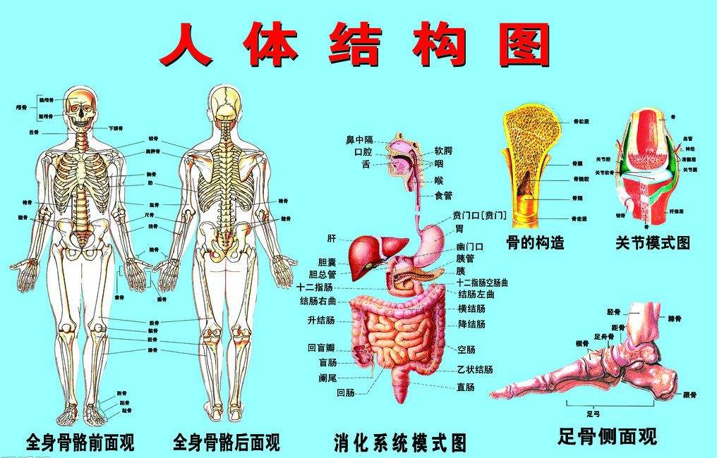 人体结构示意图器官常见八种阴型照片外貌图