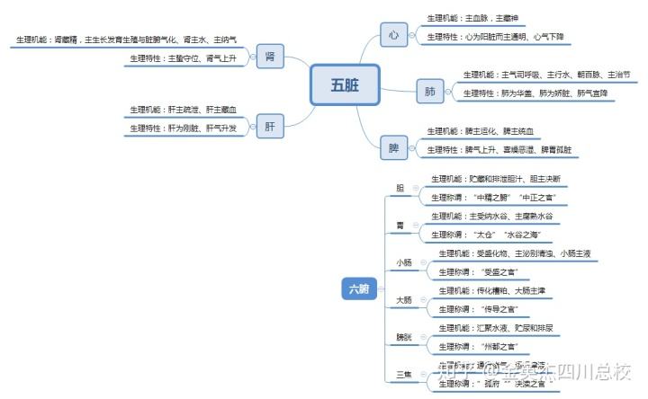 五脏六腑器官分布图,五脏六腑