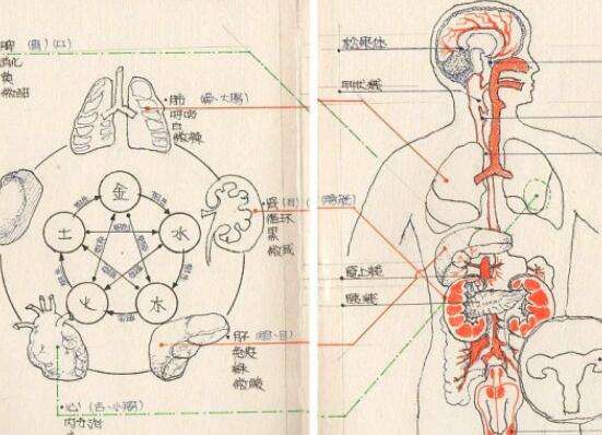 五脏六腑器官分布图,五脏六腑