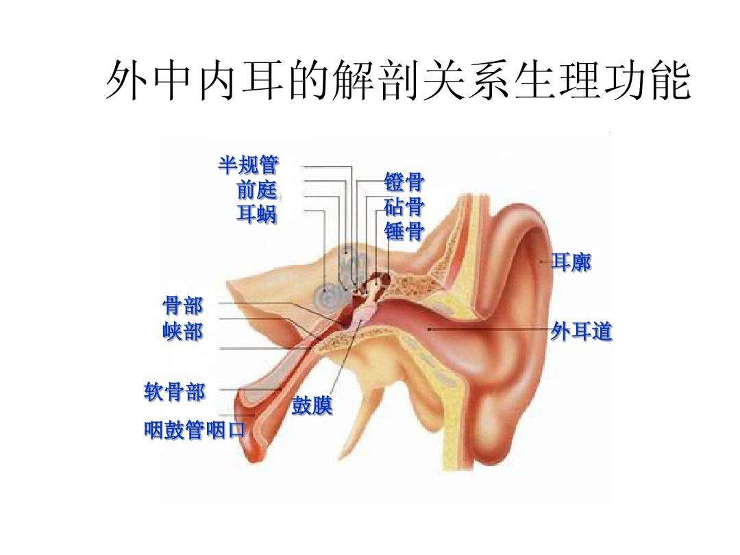 中耳,排出中耳积液的手法