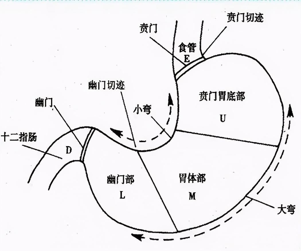 胃内容物和呕吐物的区别胃内容物