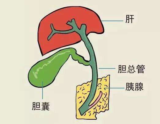 胆汁返流,胆汁反流性胃炎