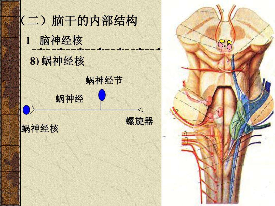 脑干脑干是什么病
