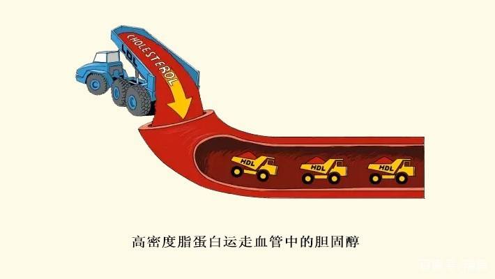 高密度脂蛋白偏低高密度脂蛋白偏低怎么改善
