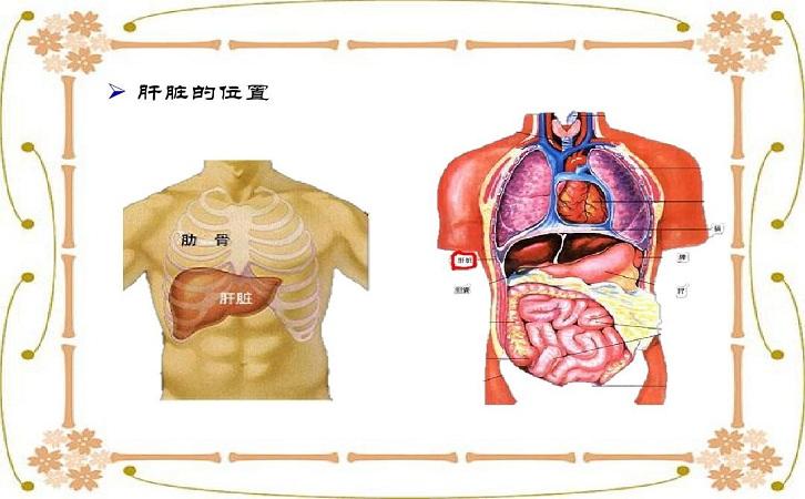 肝病腹部那个地方痛,肝脏位置