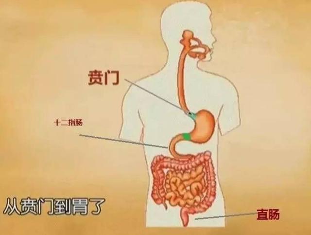 胃的位置图,胃在肚脐眼的哪个位置