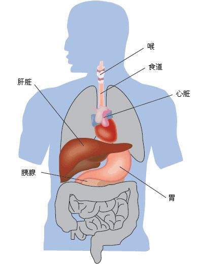 肝胆,肝胆图片大全