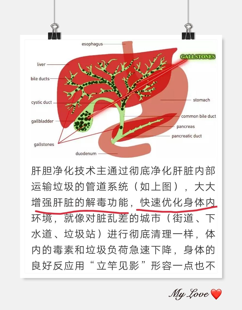 肝胆,肝胆图片大全