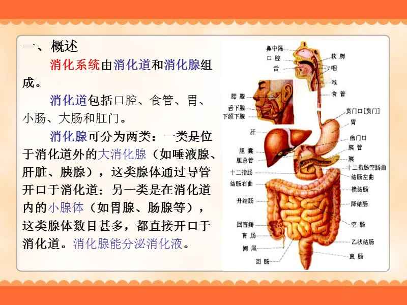 消化系统图解,消化系统图