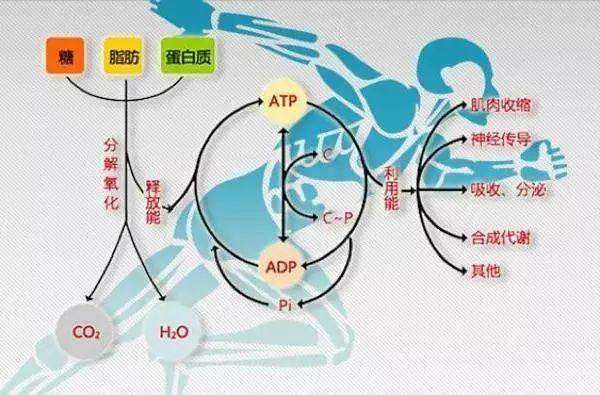 维生素b几促进代谢减肥,代谢减肥
