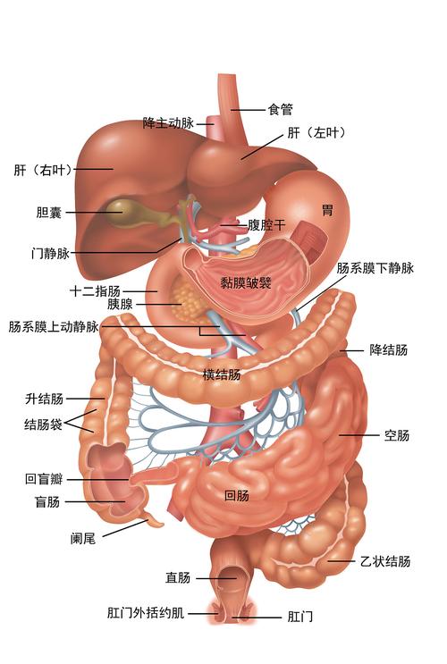 人体腹部结构图位置图及器官,人体腹部结构图