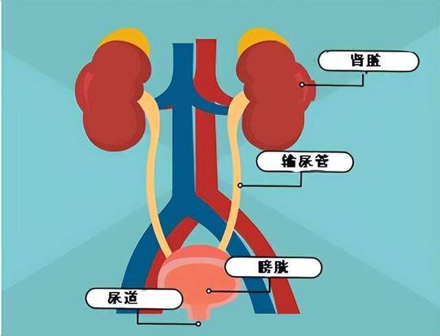 尿路感染尿路感染和尿道炎是一回事吗