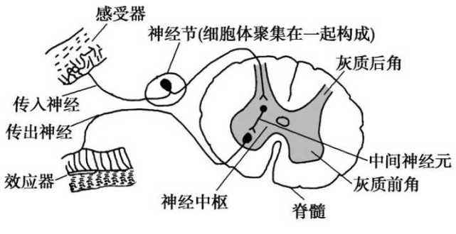 反射弧反射弧长